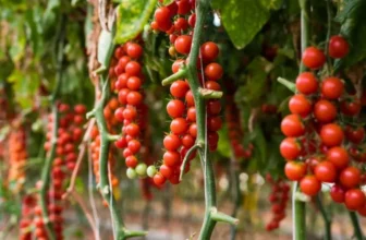 What Are the Best Fruits and Vegetables to Grow Indoors?