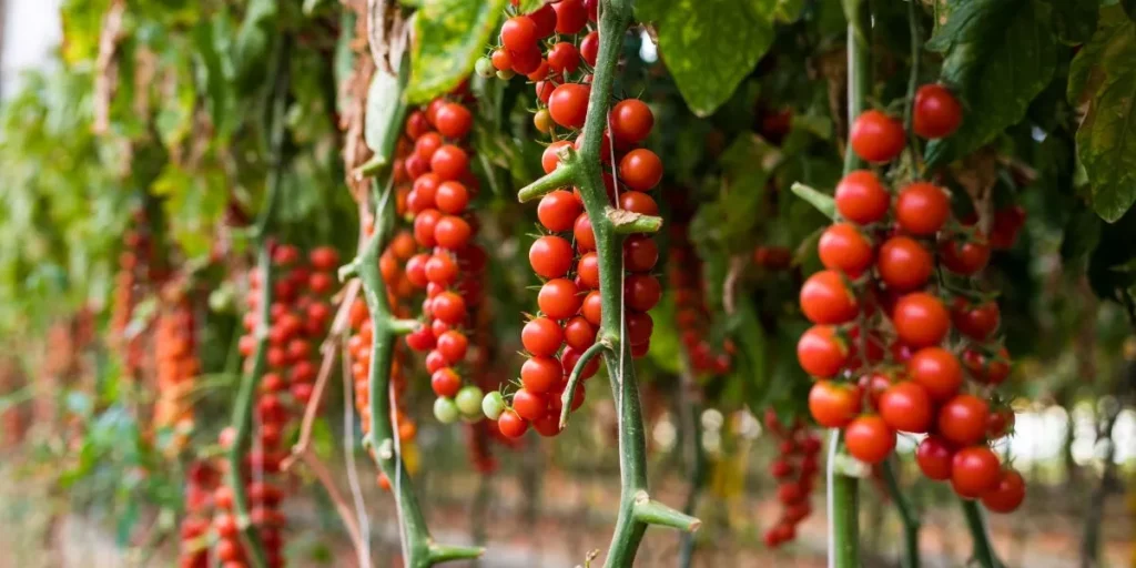 What Are the Best Fruits and Vegetables to Grow Indoors? What Are the Best Fruits and Vegetables to Grow Indoors?