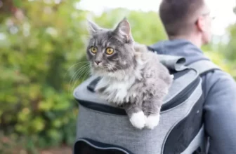 What Are the Best Outdoor Pet Backpacks for Carrying Small Pets?