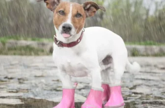 The Most Popular Pet Boots for Outdoor Walking and Hiking