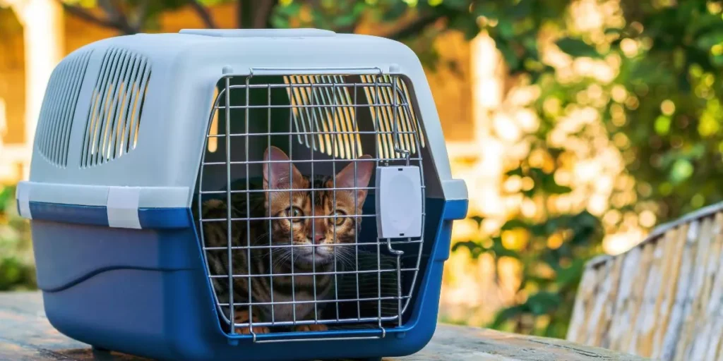 Top Portable Pet Carriers for Outdoor Travel and Camping Top Portable Pet Carriers for Outdoor Travel and Camping