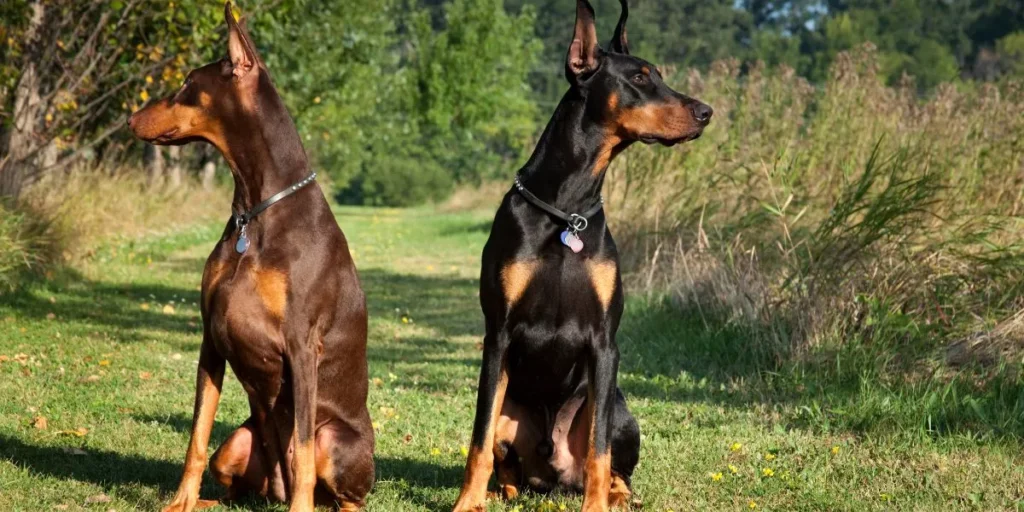 How Smart Sensors Can Improve Your Understanding of Your Pet’s Behavior How Smart Sensors Can Improve Your Understanding of Your Pet’s Behavior
