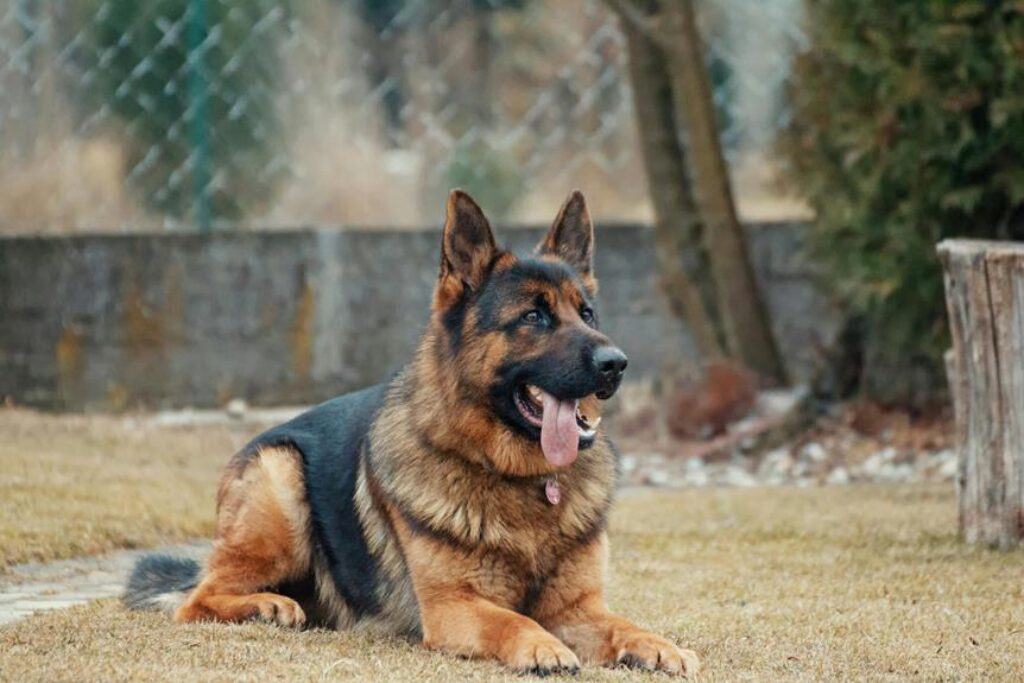 How Can You Keep Your Garden Free From Animal Intruders? How Can You Keep Your Garden Free From Animal Intruders?