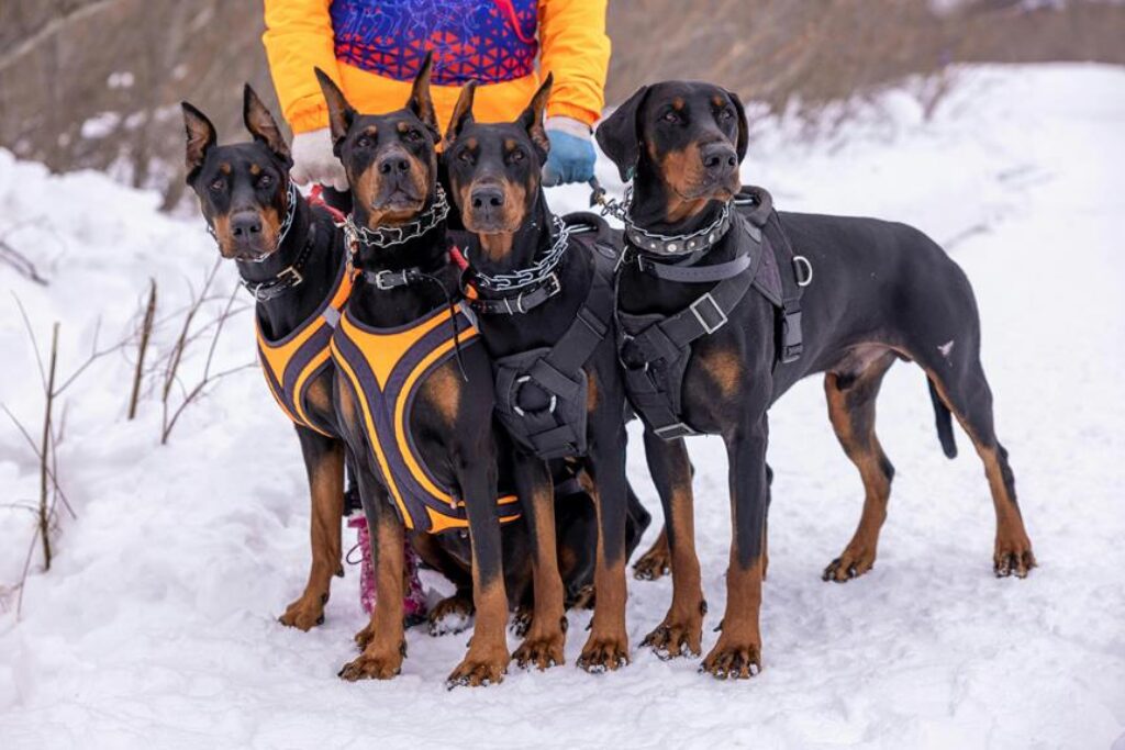 The Best Hiking Gear for Dogs and Pets The Best Hiking Gear for Dogs and Pets