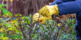How Can You Protect Your Hands While Gardening?
