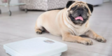 How Can You Tell If Your Pet Is Overweight and What to Do About It?